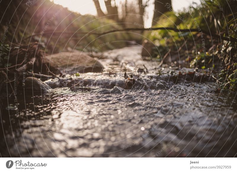 Down at the brook, there flows the clear cold water | The backlight of the sunshine catches in the water Brook Water Flow River chill Fresh refreshingly Wet