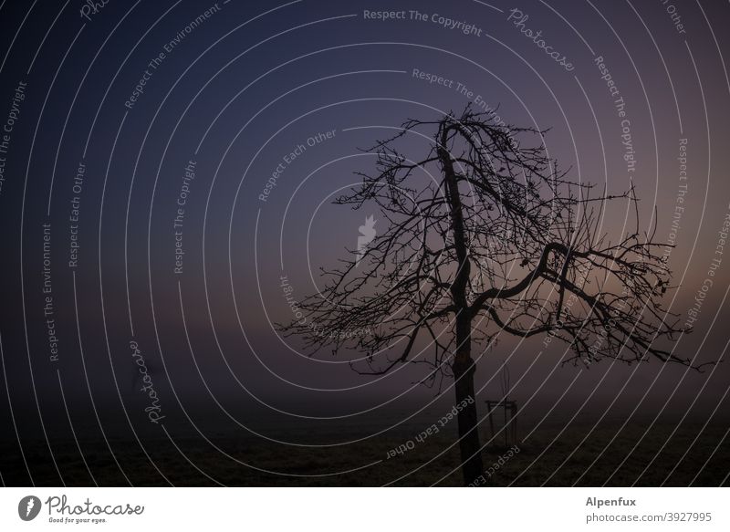 temporary | dead Dawn Sunrise Fog Nature Tree Exterior shot Field Sky Colour photo Landscape Deserted Morning Autumn Environment Loneliness Lonely silent Meadow