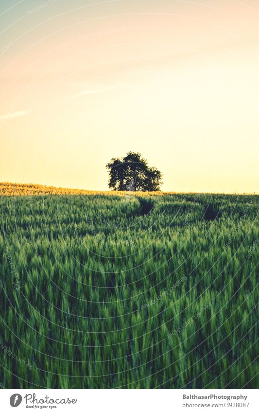 Sunset - Field - Tree Germany Brandenburg Grain Immature Sky warm Summer Moody atmospheric Green Yellow Grain field Ear of corn Agriculture Nutrition