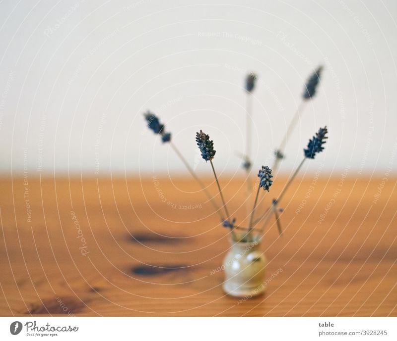 Nahaufnahme von Lavendelblüten in Minivase Natural Idyll Nature Plant analog KodakEktar100 Long shot Shallow depth of field Day Detail Close-up Colour photo