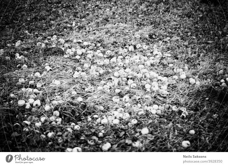 apples on the ground, rotten apples in the grass Apple autumn bio branch countryside crunchy cultivated fallen farm field food fruit garden gardening green