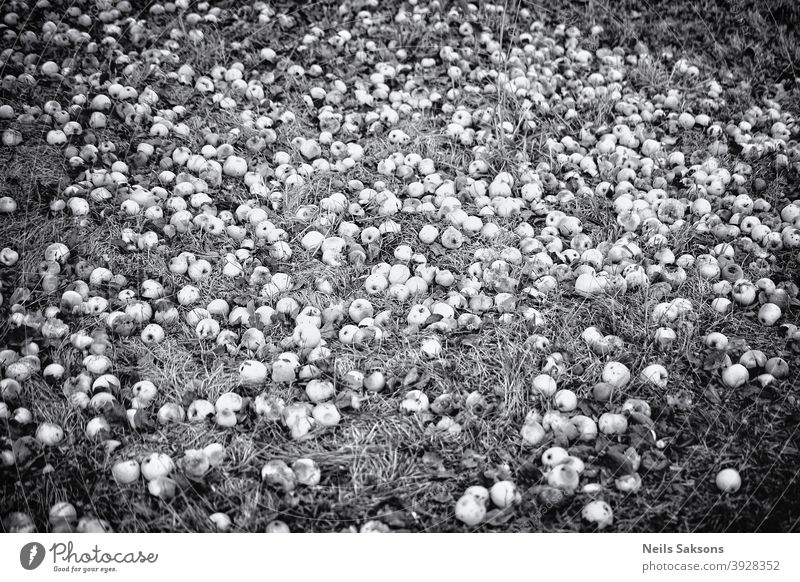 apples on the ground, rotten apples in the grass Apple autumn bio branch countryside crunchy cultivated fallen farm field food fruit garden gardening green