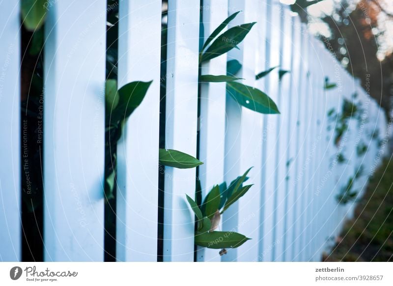 Cherry laurel behind garden fence Fence lattice fence Garden fence Real estate Boundary line Border Gap Spacing Curiosity Leaf Plant cherry cranberry