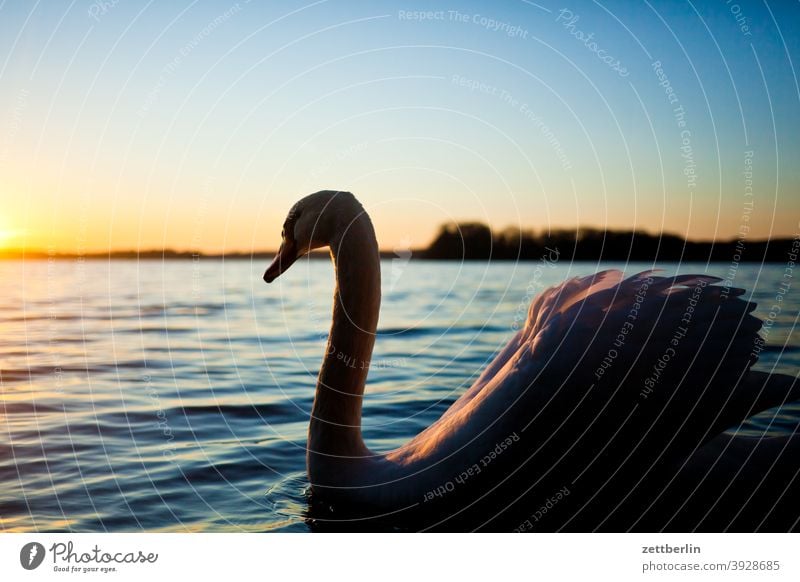 Swan before sunset Trip Berlin Inland waters Twilight Back-light greenwichpromenade Channel Lake Sun Sunset Beach Lake Tegel Pond bank Bird Water Winter Weekend