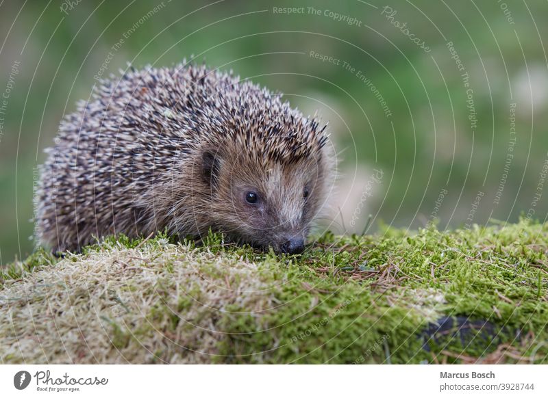 Igel, Erinaceus europaeus, Hedgehog Braunbrustigel Erinaceidae Moos Stacheln augen brown-billed cute eyes green gruen moss nase niedlich nose spiky spines