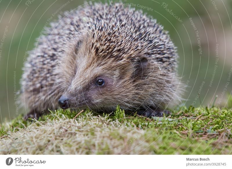 Igel, Erinaceus europaeus, Hedgehog Braunbrustigel Erinaceidae Moos Stacheln augen brown-billed cute eyes green gruen moss nase niedlich nose spiky spines