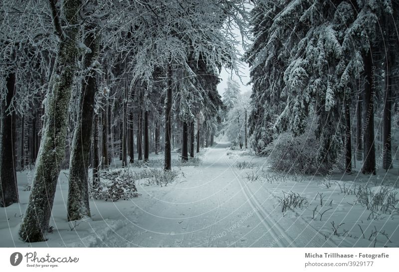 Winter Forest in Thuringia Rennsteig Thueringer Wald Winter forest Schneekopf trees Snow snowy Frost Cold off Cross-country ski trail Skiing