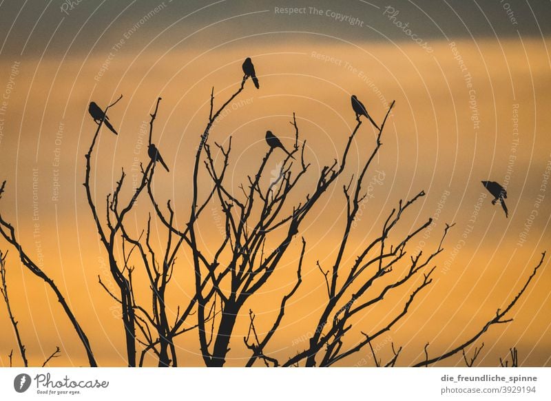 Birds in the sunset Ornith Sunset Sunrise Back-light Flying Yellow Exterior shot Colour photo Animal Sky Twilight Deserted Sunlight Nature Clouds Evening Light