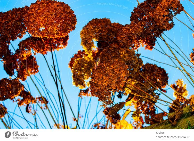 sky and flowers joy play shrubs seasonal smile outside outdoors front inspiring tranquil beige blossom hydrangea gloomy dark blooms tan foliage floral pattern