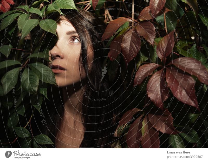 Autumn is here and this brunette girl is hiding under colorful leaves. The gorgeous brunette model poses for a moody fall portrait and her eyes seem as red as these autumn leaves.