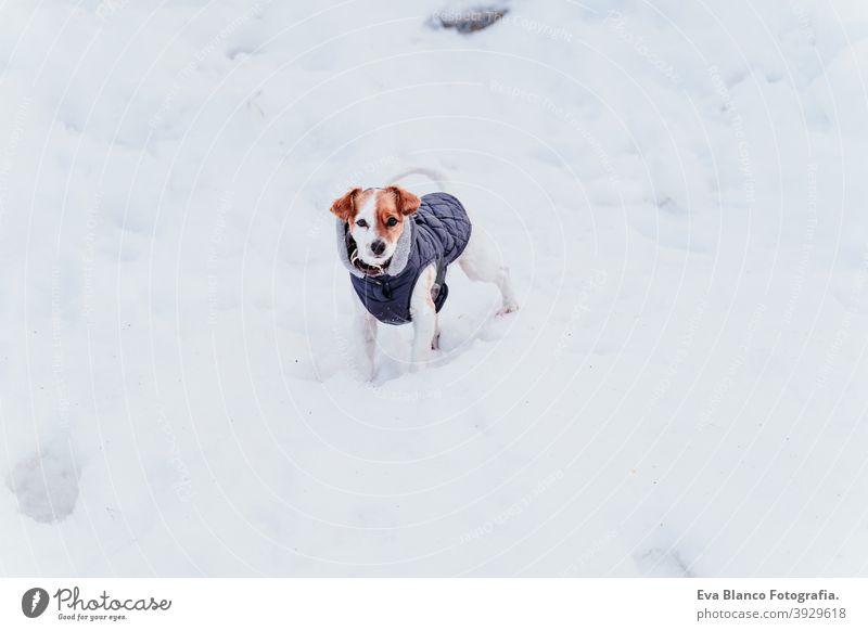 portrait outdoors of a beautiful jack russell dog at the snow wearing grey coat. winter season playing playful cute small sunny mountain cold frosty wintery