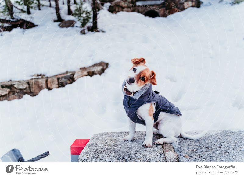 portrait outdoors of a beautiful jack russell dog at the snow wearing grey coat. winter season playing playful cute small sunny mountain cold frosty wintery