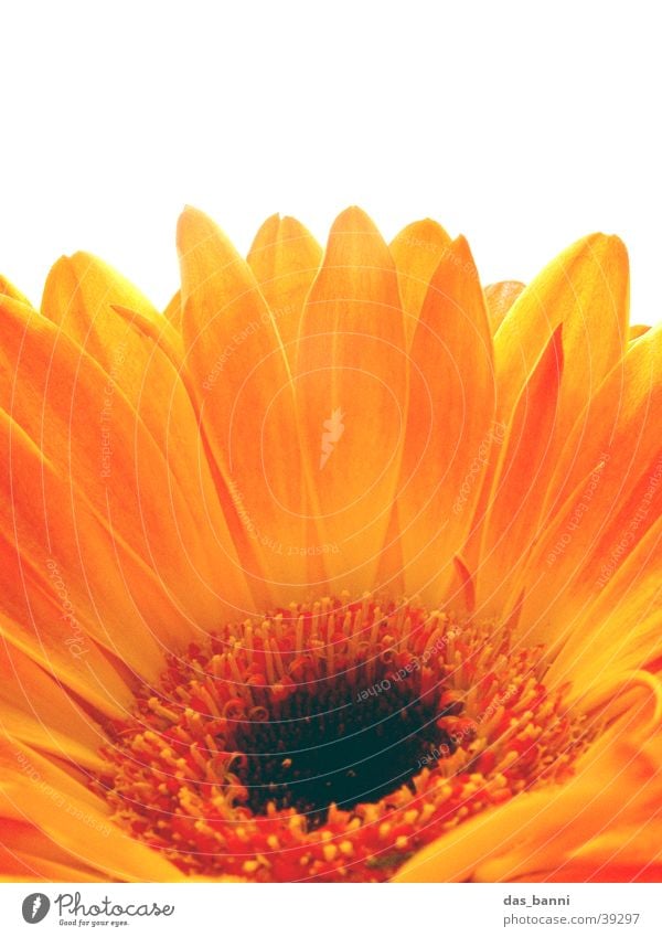 flower power Gerbera Flower Spring Red Yellow White Living thing Seasons Macro (Extreme close-up) Black Progress Round Organic Foliage plant Jump Pattern Fresh