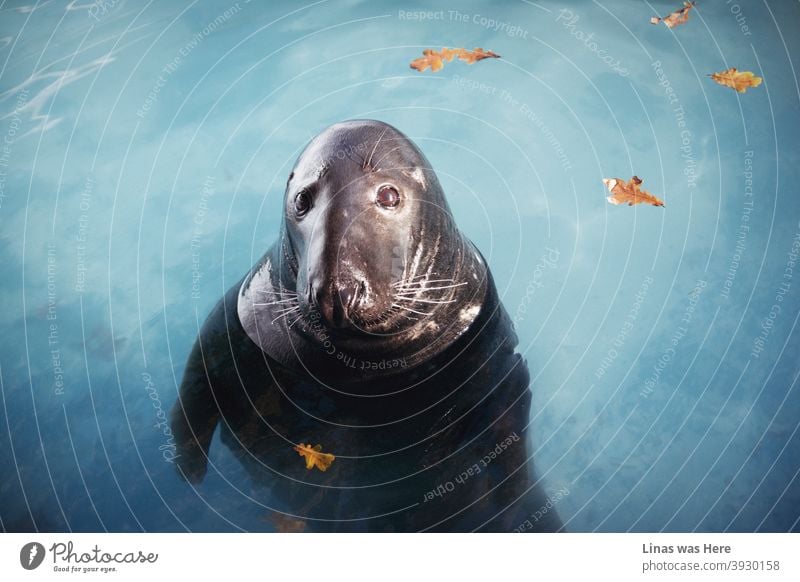 This gorgeous seal is looking straight into the camera. It feels like he’s also looking straight into the soul. Bluewater and yellow leaves are in the background, though it’s all about the big brown eyes of the water mammal.