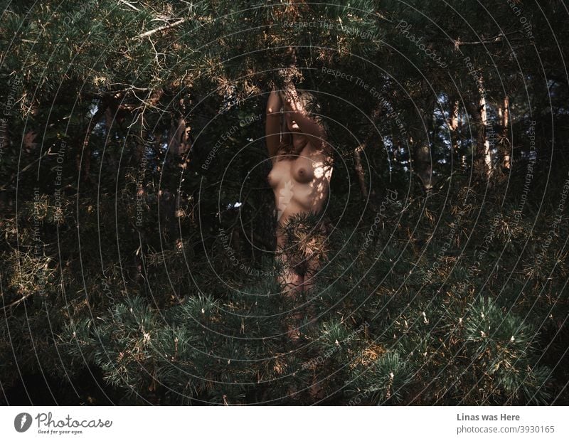 The naked girl is hiding in these dark woods. Sensual and erotic image of a gorgeous nude woman between these spiky branches of the pines. Sexy curves and wild nature is a visually perfect match for a lustful image.