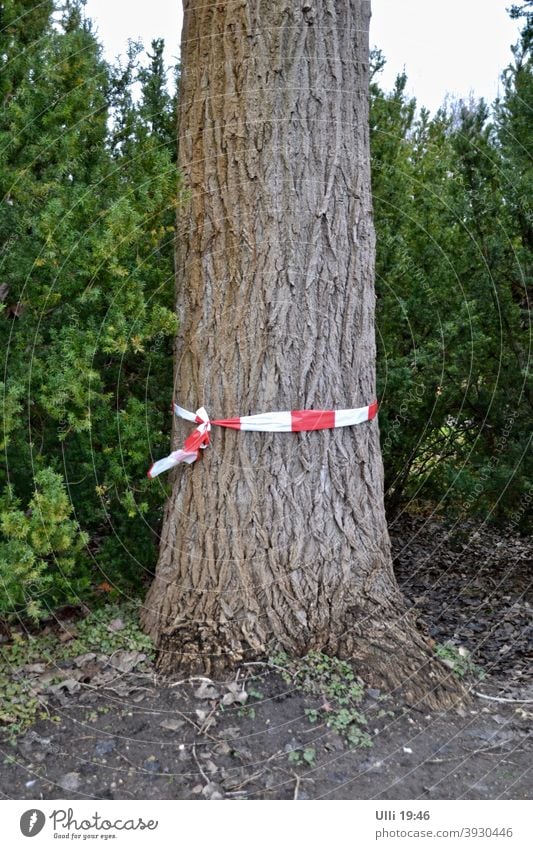 Marked tree by the side of the road. Sick? Too fat? Tree Tree trunk Tree in the foreground Reddish white mark green background marked tree barrier tape