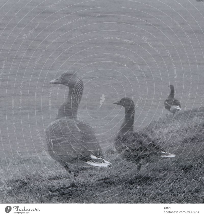 ghost Goose Bird geese Double exposure Black Black & white photo Nature Water River Elbe Lawn bank Animal birds Wild goose wild geese