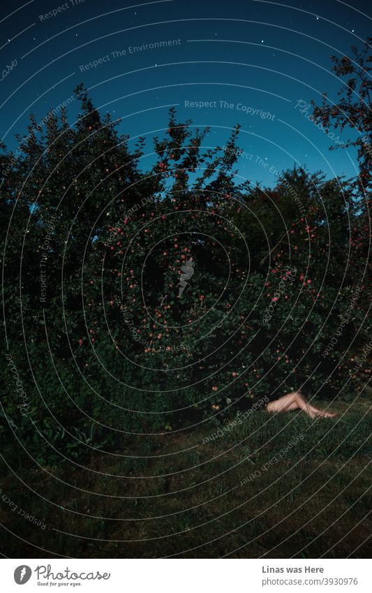 It’s time to gather these red apples. Of course, it can wait till the morning and for now, let’s enjoy the perfect starry sky during this autumn night. The pretty legs of a woman are visible under an apple tree and it looks comfy down there.