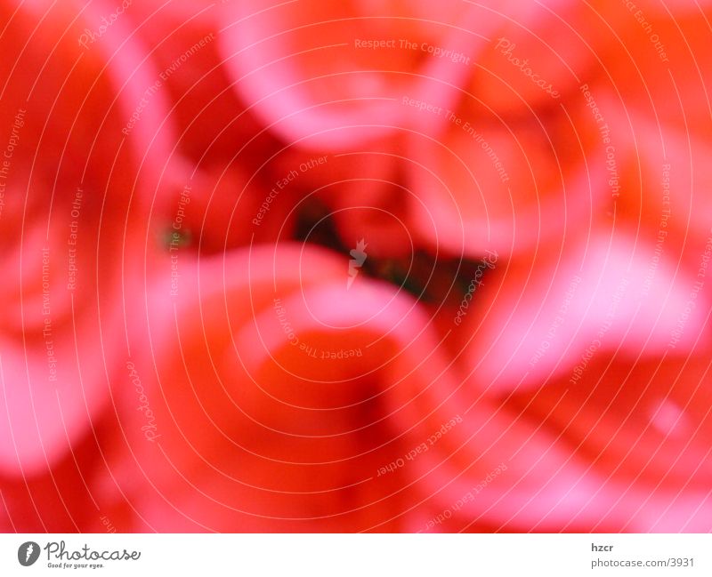 flower Flower Red Blur