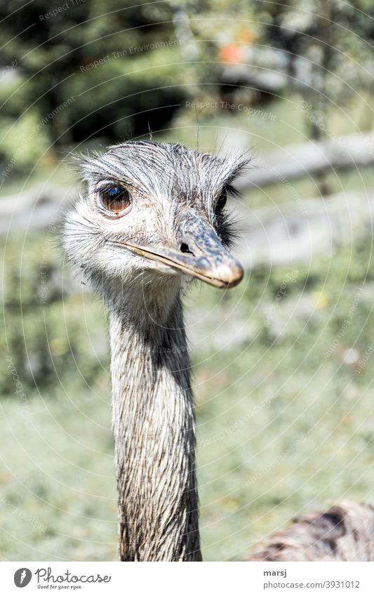 ¡Trash! 2020 | Come to think of it, 2020 was kind of crap, said the friendly Nandu, keeping his beak shut and looking contentedly into the future. Animal