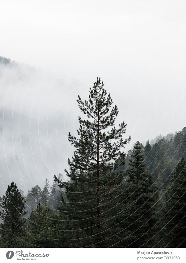 Misty mountain range in early morning adventure autumn background beautiful clouds cold dawn environment evergreen explore fir fog foggy forest freedom haze