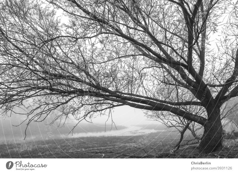 Bald tree in the fog Tree Bleak Fog Deserted Cold Nature Exterior shot Landscape Black & white photo Environment Wet meadow morning mood