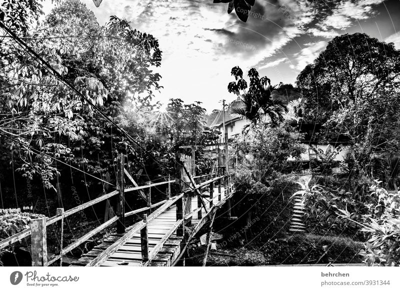 the place in my heart Black & white photo Impressive Exterior shot Wanderlust Tree Adventure Freedom Vacation & Travel Borneo Sarawak Malaya Far-off places