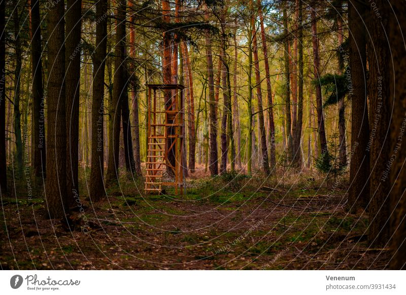 Spruce forest in Germany ,with a high seat for hunters Forests tree trees forest floor floor plants weeds ground cover trunk trunks tree trunks nature landscape