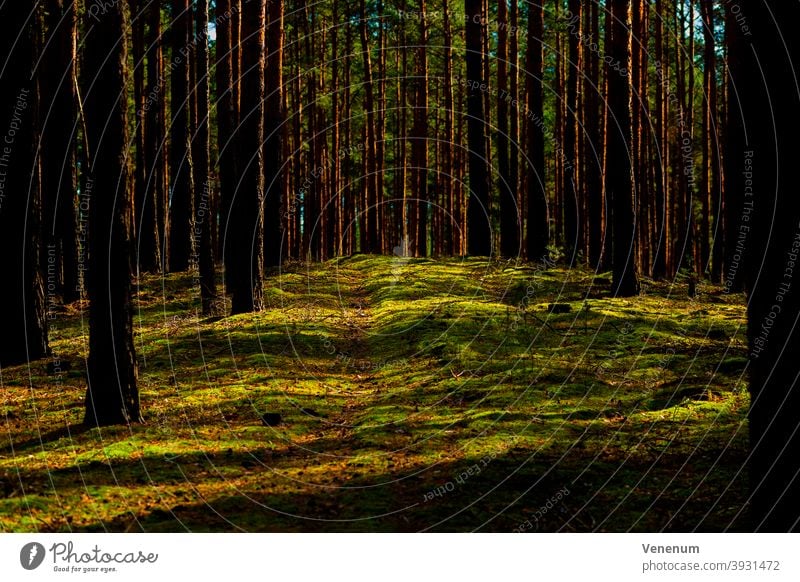 Animal path in a pine forest Forests tree trees forest floor floor plants weeds ground cover trunk trunks tree trunks nature landscape Germany monoculture