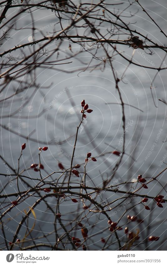 rose hips Winter Rose hip fruits Berries shrub bush Plant Delicate Cold Lonely Loneliness Feed Target bokeh Telephoto lens Close-up depth blur