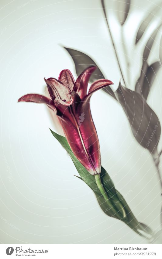 Purple lily flower blooming, selective focus purple colorful closeup black background blossom pink garden plant nature petal summer dramatic magenta stem