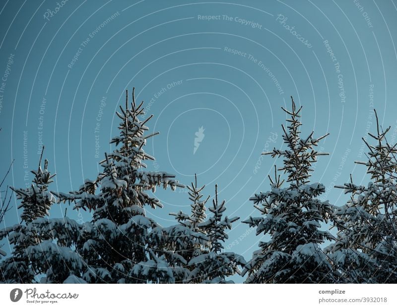 Snow-covered fir trees in the Swabian Alb Animal tracks Winter Powder snow White Walking Hiking outdoor Forest Cold pass somber Swabian Jura Winter forest