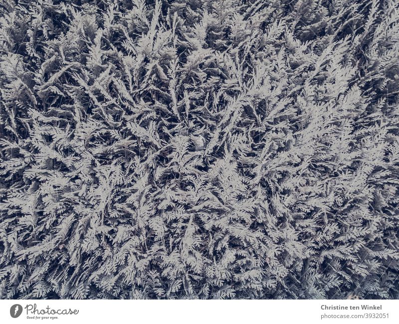 Close-up of a arborvitae hedge / thuja ... Pattern. Structure. Texture. Arborvitae hedge Hedge Thuja Abstract natural background Black & white photo