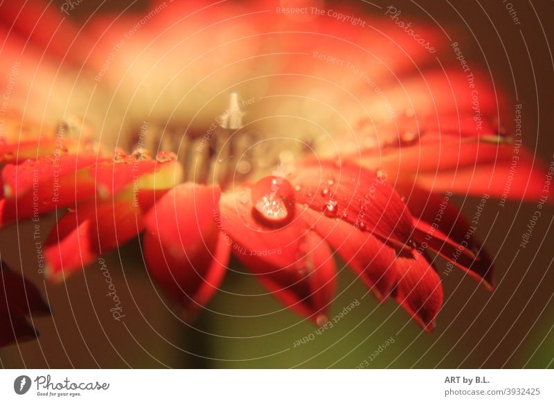 Raindrops on a gerbera flower Water Gerbera Flower Drop macro Close-up Red Garden Weather Nature flowery Blossom blurred