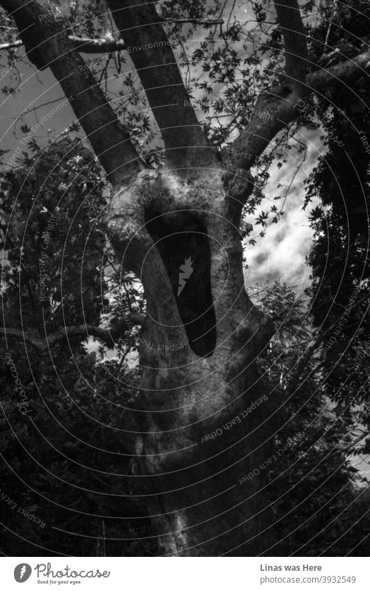 Inspired by Sleepy Hollow here you can see this spooky dead tree with a dark hole in the middle. Black and white image was taken in one of the public park’s of Rome during a moody autumn time. The feeling is that this tree might well awake and swallow you.