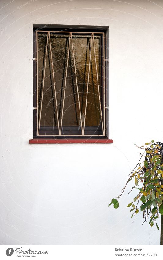 window grille and part of a small tree Window window glass window grilles Grating latticed textured glass House (Residential Structure) little trees Plant