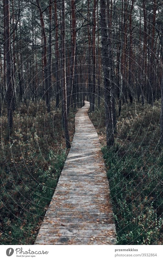 Wooden path leading through the swamp and forest in a natural park day woods tree explore foliage environment outdoors travel green background nature