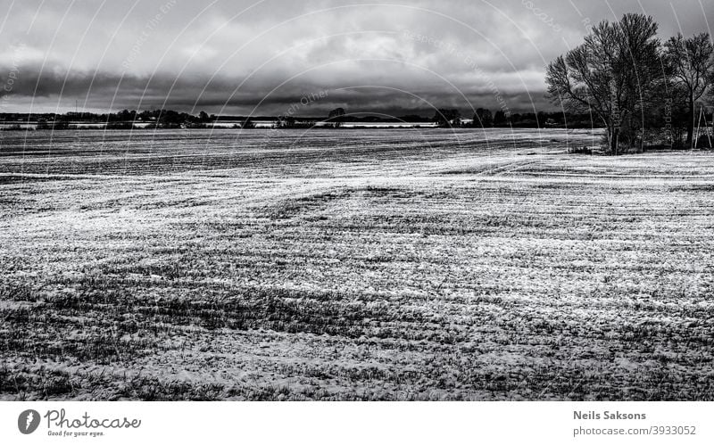 agricultural wheat field in Latvia. snow in December on tillage Agribusiness agriculture background clouds cold country cow crops dung ecology environment farm