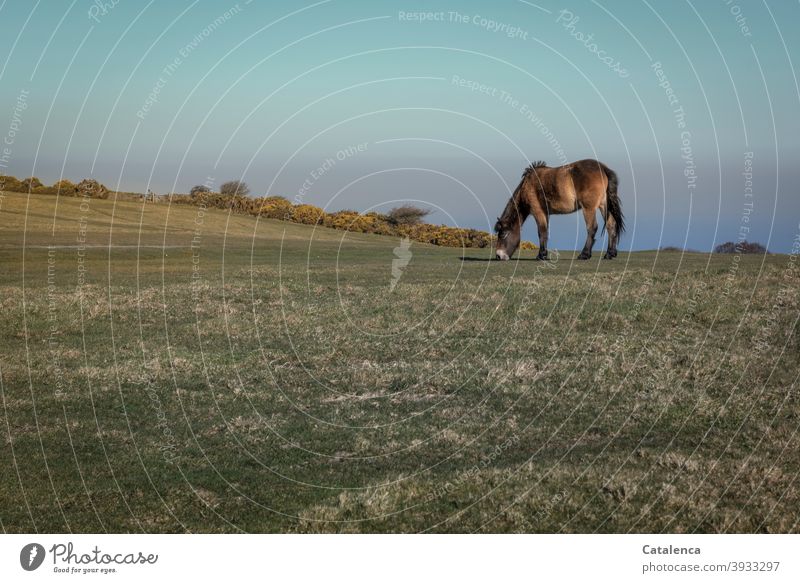 The Dartmoor pony grazes undisturbed on the cliff, in the background blooming gorse, the sea and the sky Horizon Nature daylight Day Landscape Cold Grass Meadow