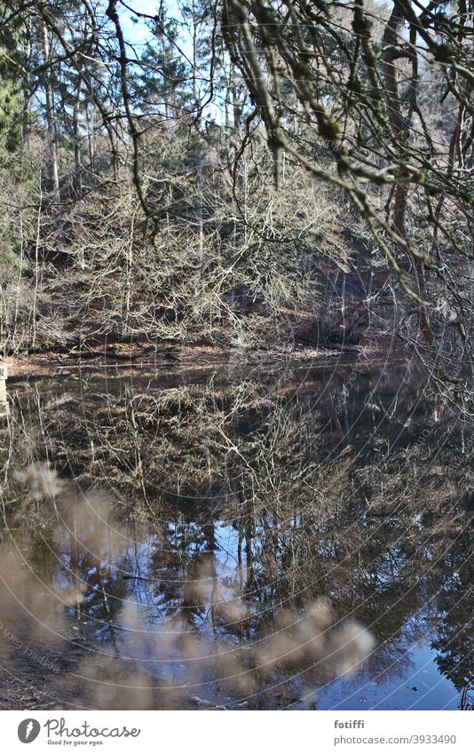 Oh, pond Lake Forest lake reflection Water Surface of water Nature Reflection Exterior shot Deserted Landscape Pond Idyll Calm Peaceful