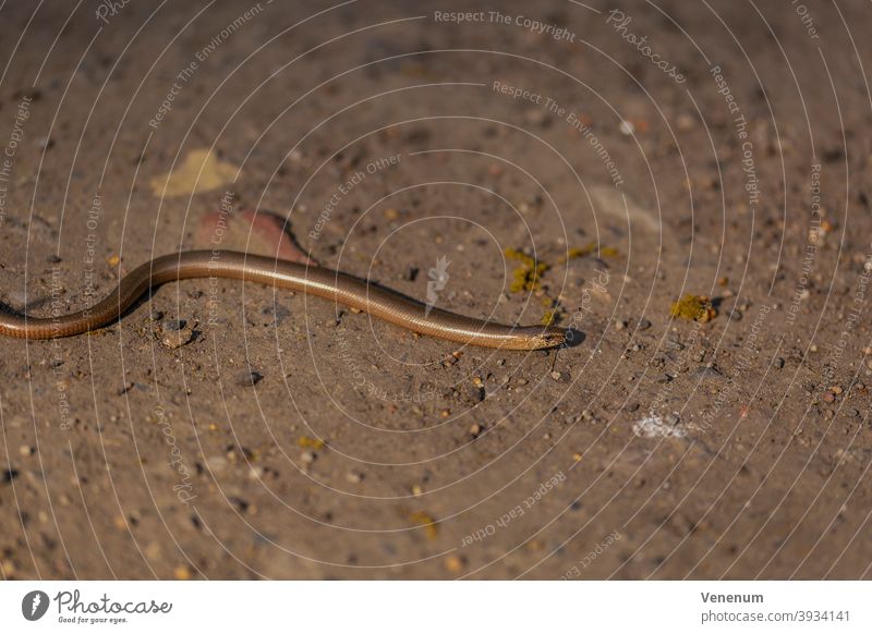 Slowworm basks in the early evening on a sandy path blindworm slowworm sunshine germany animal animals lizard saurian species of lizard anguimorphs reptiles