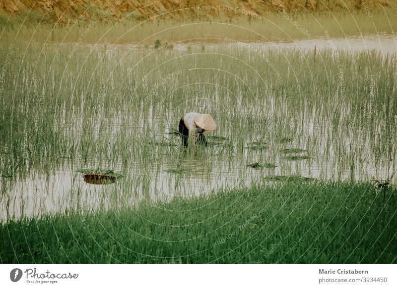 Rice farmer planting rice by hand in the early foggy morning in Ha giang, Vietnam rice farmer rice planting season ha giang vietnam countryside rural life