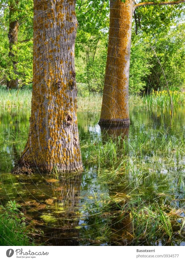 Impression from the Salburua wetland - poplars in the swamp. Green belt of Vitoria-Gasteiz, Basque Country, Spain Poplar Tree trunk trees Deserted green belt