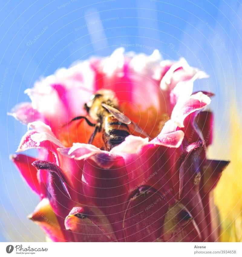 Soon they'll be humming again. Bee Cactus Candelabra cactus Blossom Sprinkle pink Large Diligent prickles thorny prickly Sky outdoors Hot Climate Cactus Flower