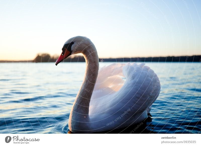 Swan at the Tegel Lake Berlin Body of water Havel tegel harbour Lake Tegel bank surrounding area Bird Water water level Surface of water Sky Beach Sun