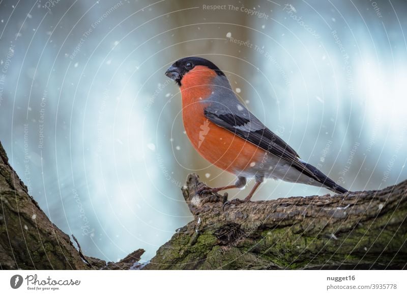 Bullfinch on branch Bird Nature Animal Exterior shot Colour photo 1 Wild animal Animal portrait Environment naturally Day Deserted Shallow depth of field