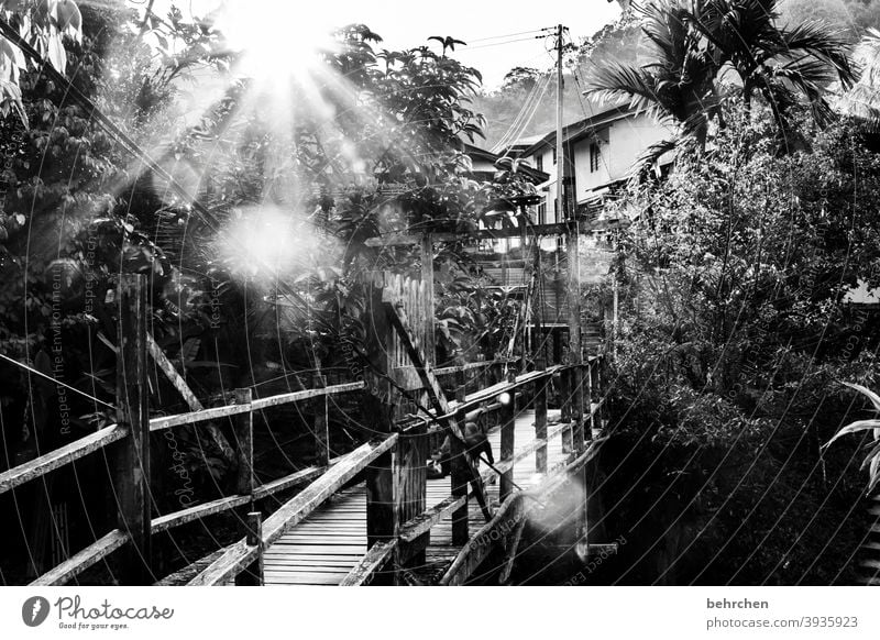 far away | favorite place at the other end of the world Black & white photo Impressive Exterior shot Tree Wanderlust Iban Authentic Malaya Borneo Freedom