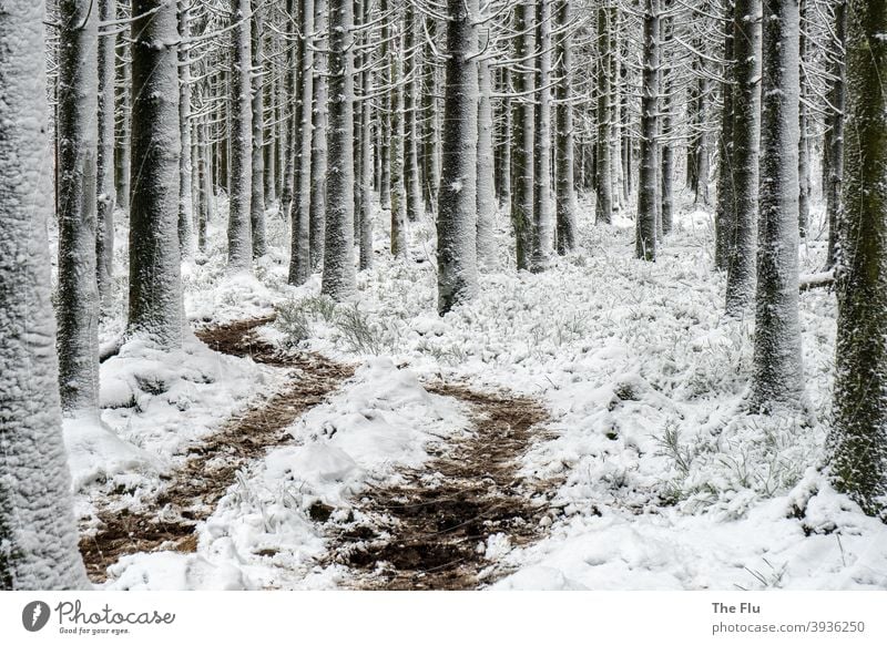 Spruce forest in winter with snow spruces Tree Forest Nature Exterior shot Deserted Monoculture Forestry Wood Snow Winter Frost Coniferous forest Cold