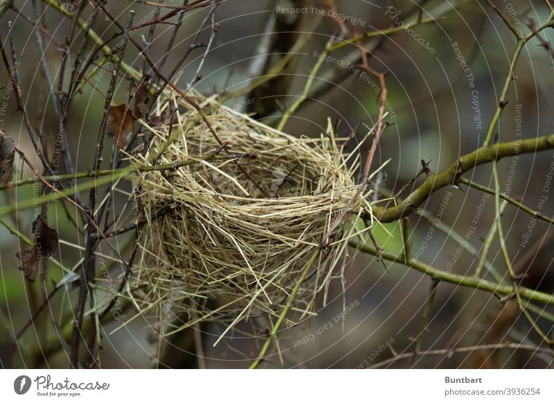 bird's nest Nest Nature Exterior shot stalks Grass Deserted Hedge branches Winter Twigs and branches Plant Tree Environment Autumn twigs Branches and twigs