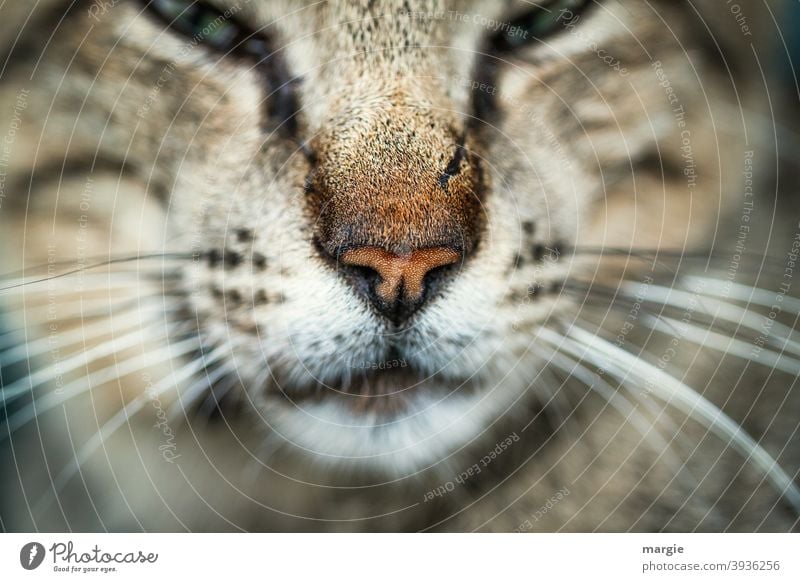 Close up of a cat nose with a scratch Cat Whisker Domestic cat Animal Animal face Pet Animal portrait Scratch mark violation Mammal Cat eyes Snout Cuddly